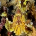 scorpionfish_leaf_sr_beqa_v_0020_fij0026.jpg